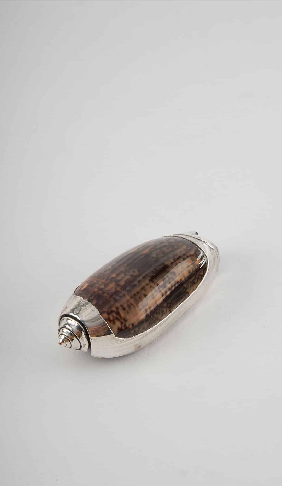 Partially Silvered Olive Shell