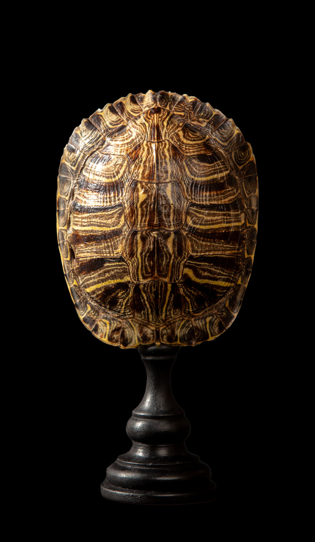 Mounted Red Ear Turtle Shell 9″