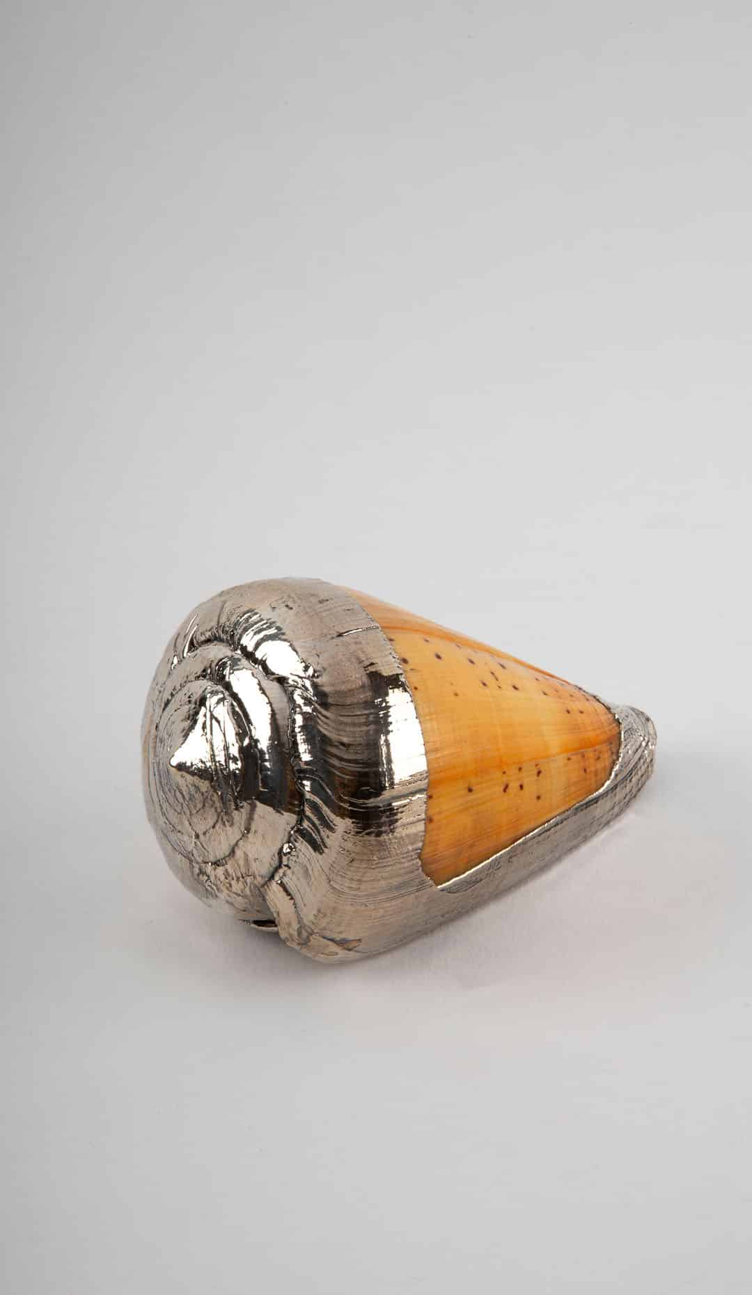 Partially Silvered Conus Butterfly Shell