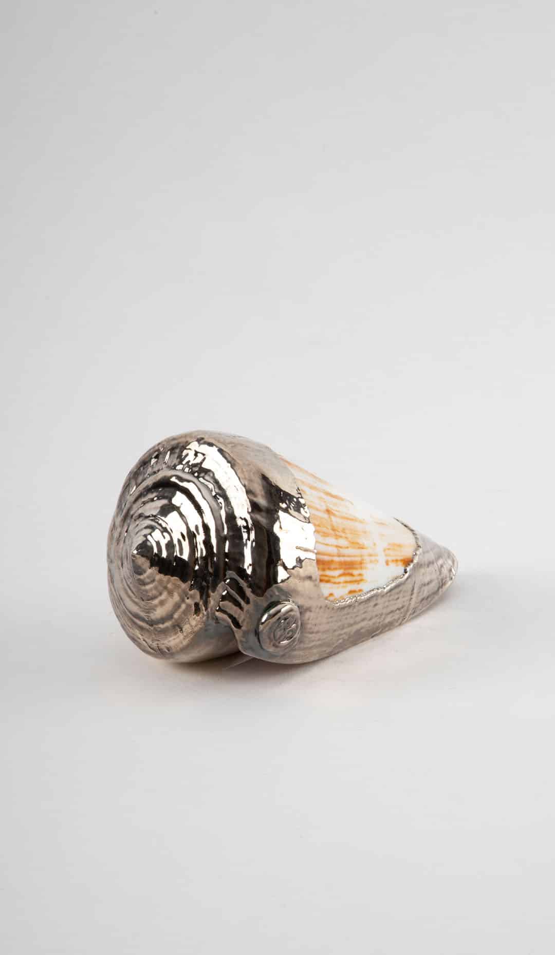 Partially Silvered Conus Woodgrain Shell