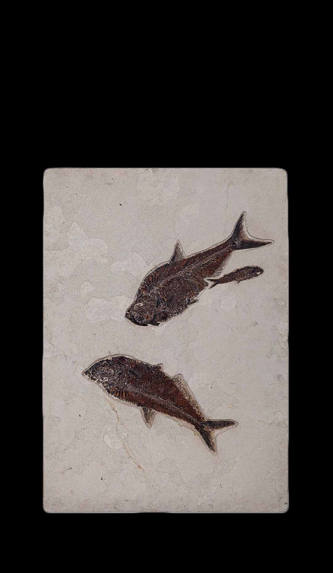 Dyplomistus Fish Fossil