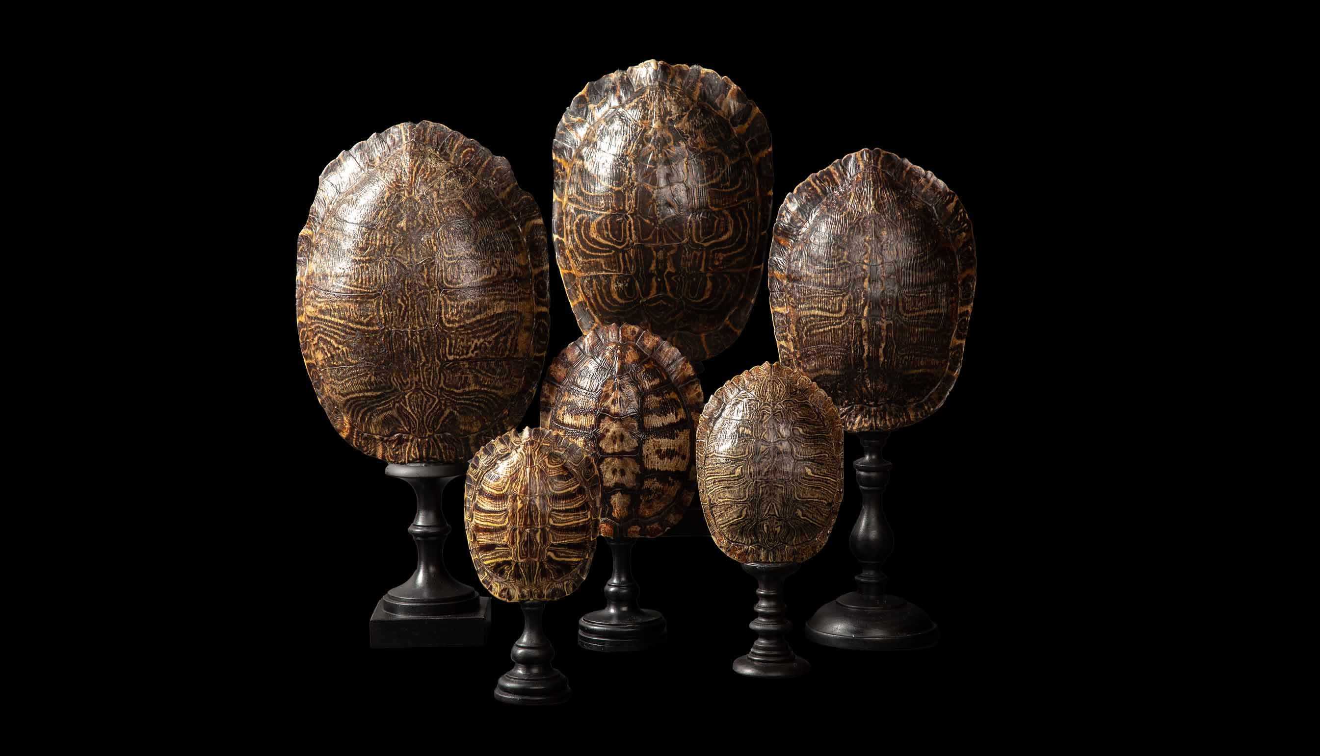 Mounted Red Ear Turtle Shell 9