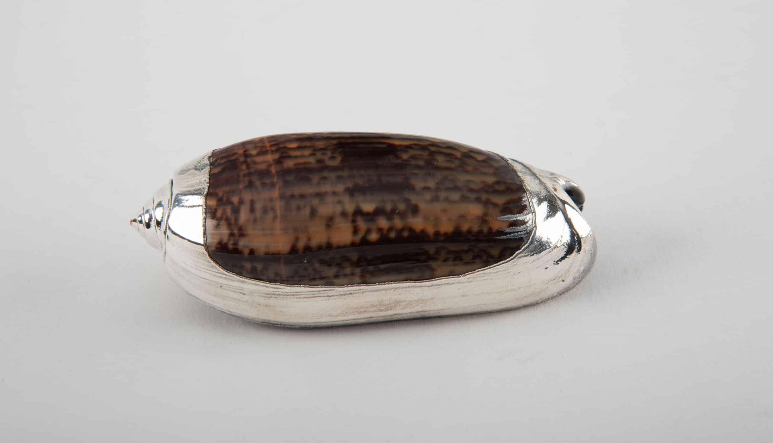 Partially Silvered Olive Shell