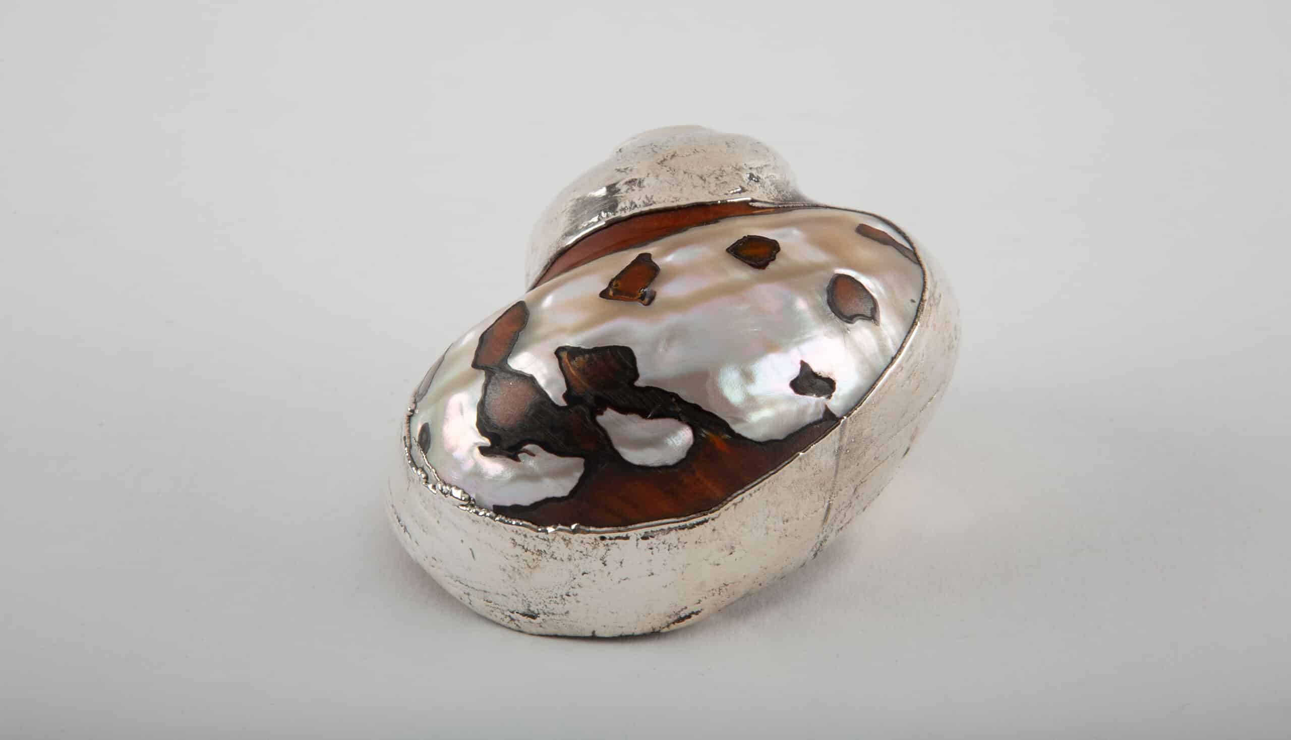 Partially Silvered South African Turban Shell