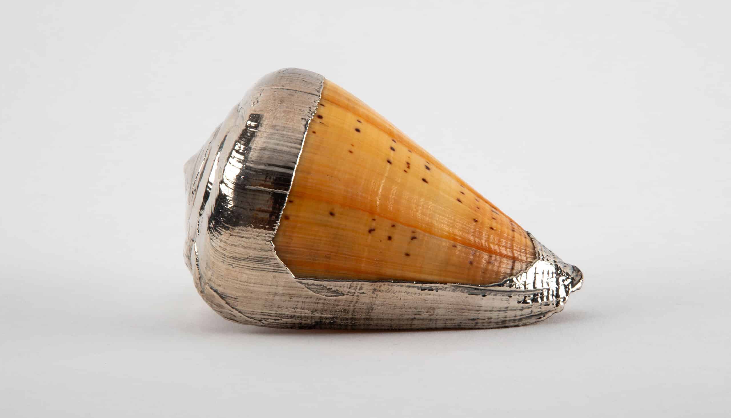 Partially Silvered Conus Butterfly Shell