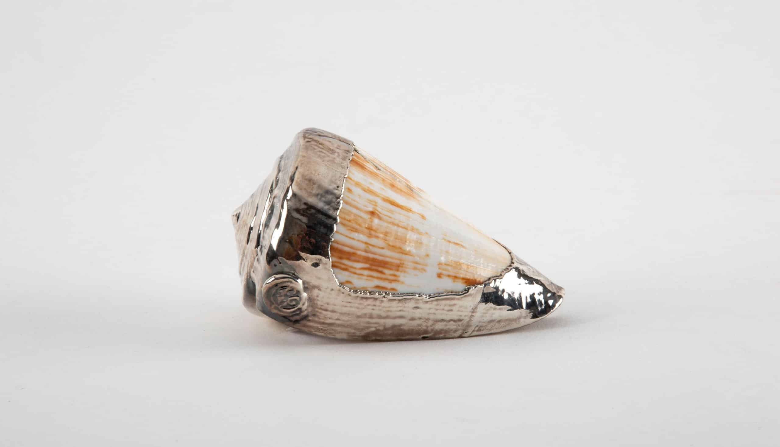 Partially Silvered Conus Woodgrain Shell