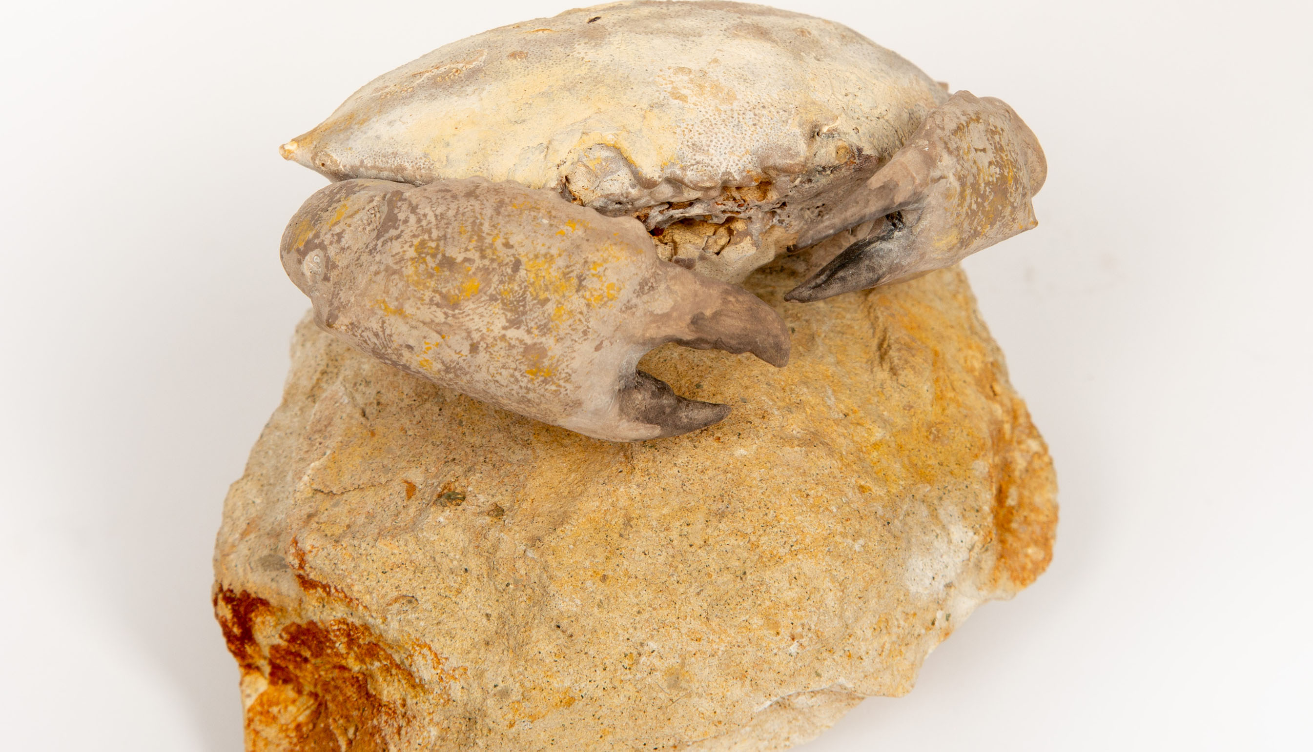 Fossilized Crab