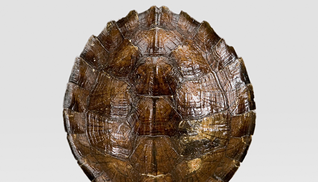 Turtle shell. Резьба по дереву черепаха. Артикул Primiero Turtle. Turtle Shell and insect Shell.