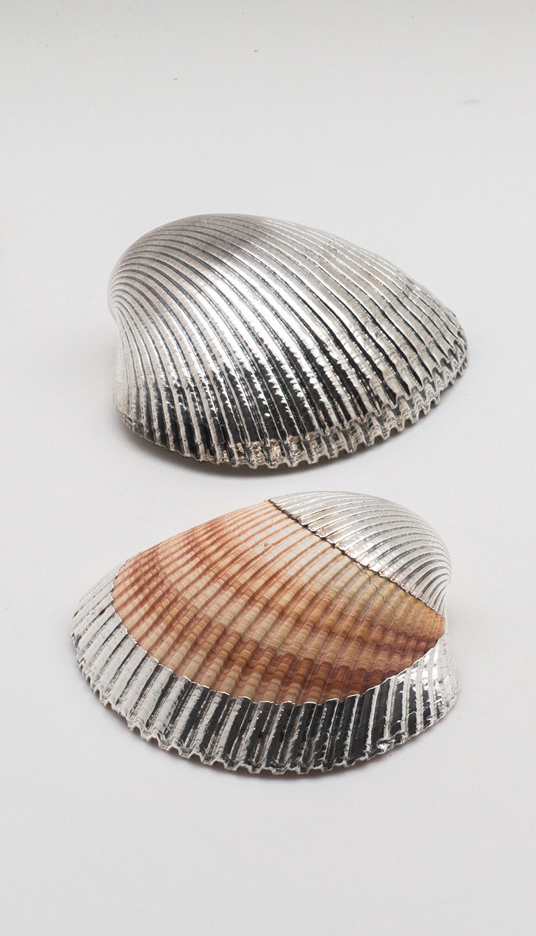 Silvered Cardium Shell