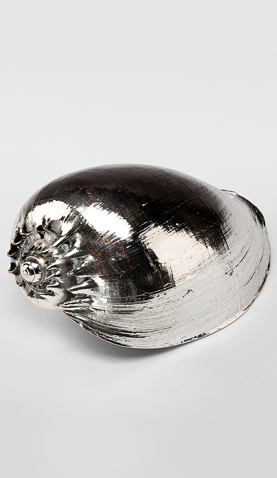 Silvered Cymbiola Shell