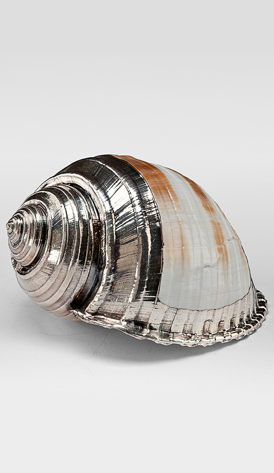 Partially Silvered Tonna Shell