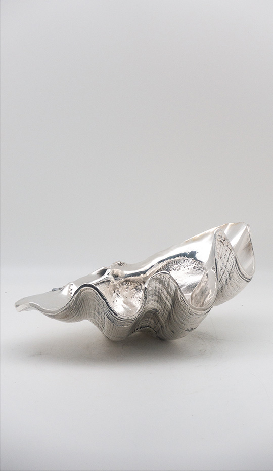 Tridacna, Silvered Clam Shell