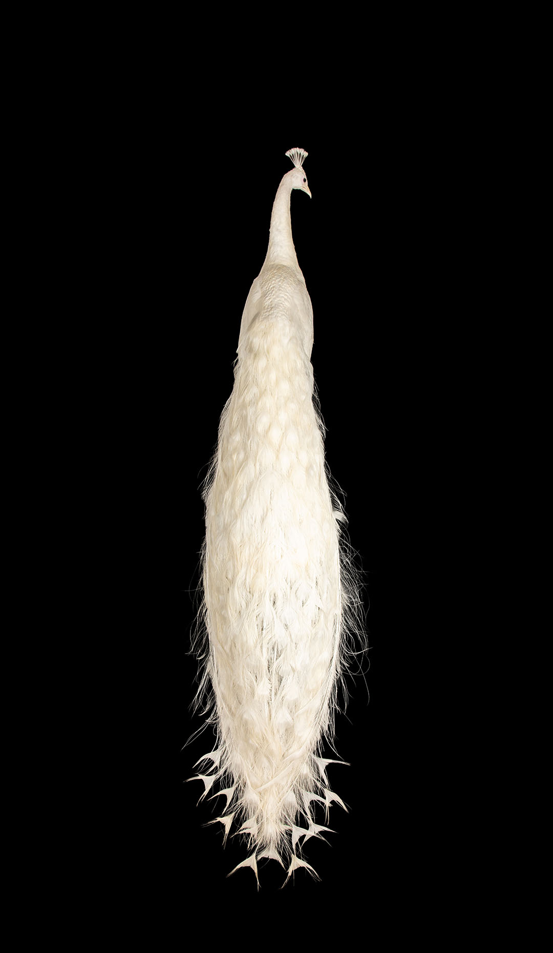 Taxidermy Albino Peacock