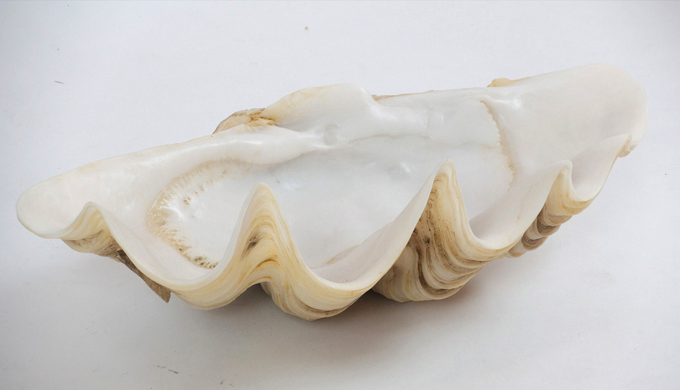 giant clam shell resin