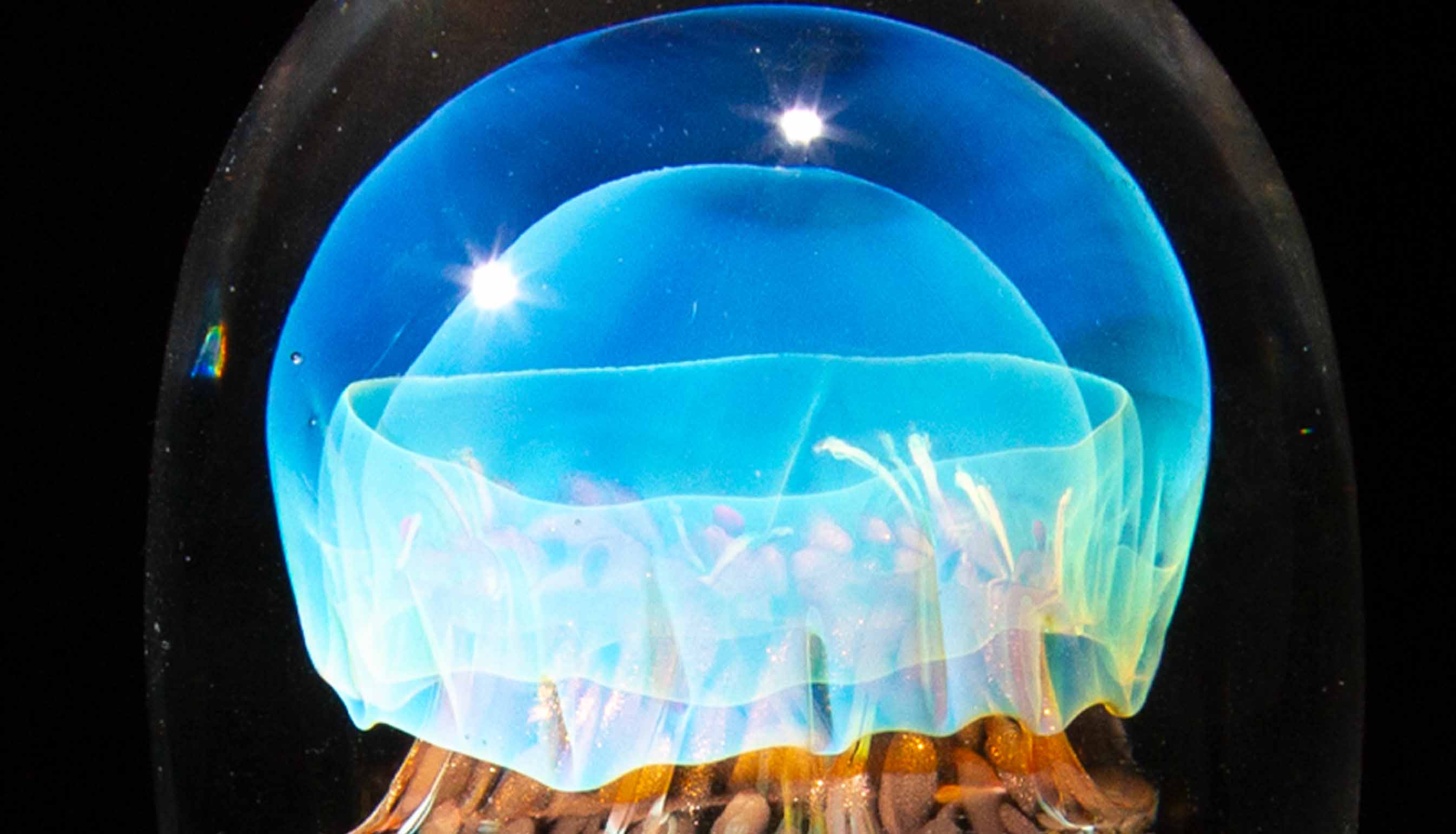 Jellyfish Sculpture, Iridescent Luna Glass