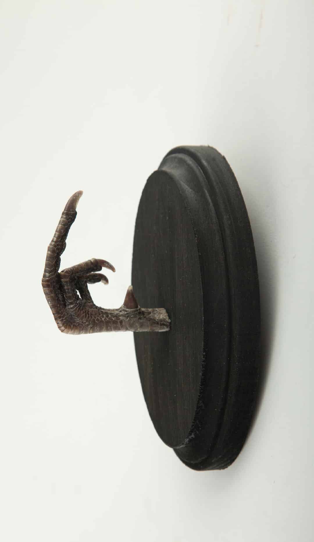 Pheasant Foot Giving the Finger