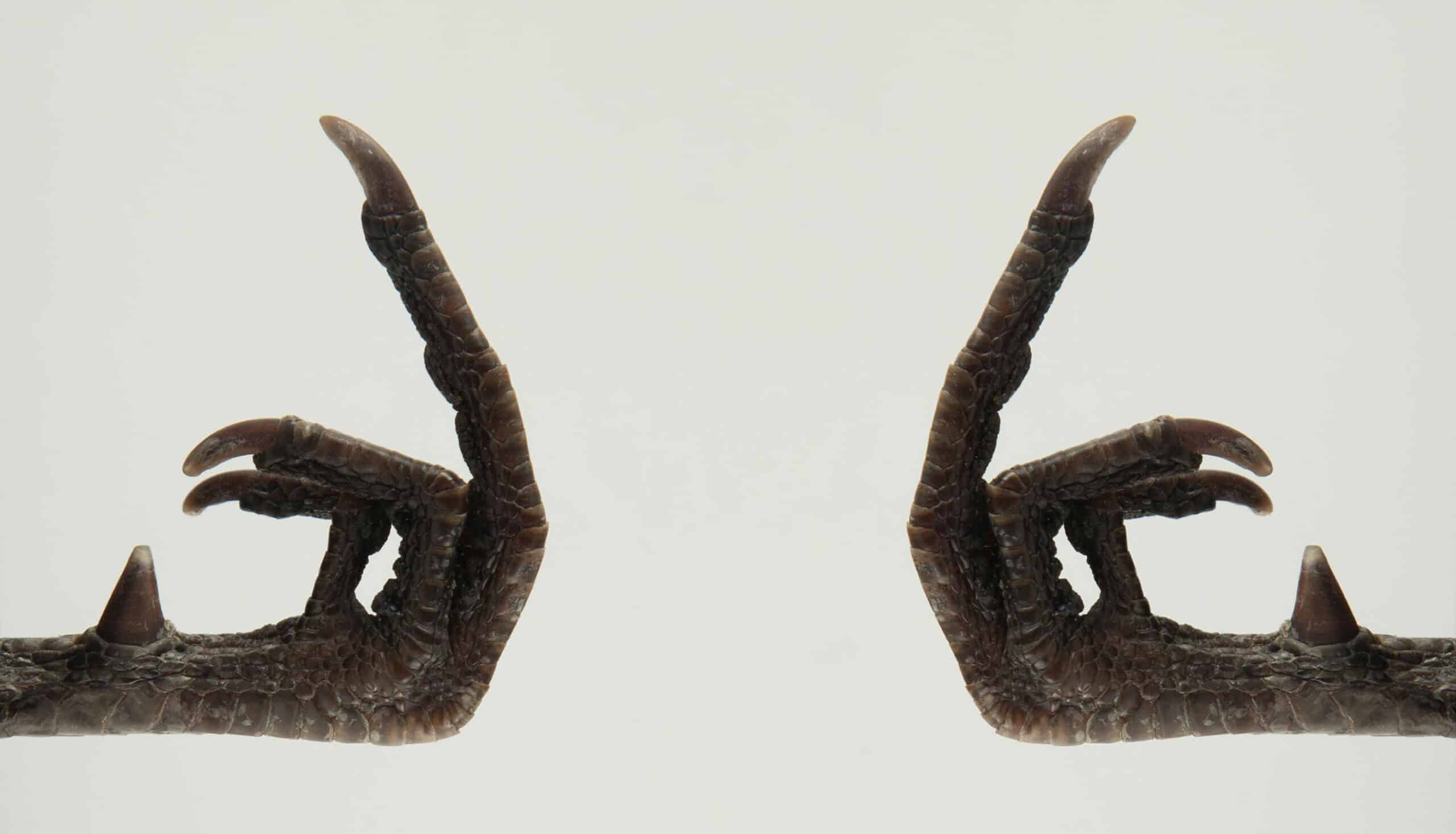Pheasant Foot Giving the Finger