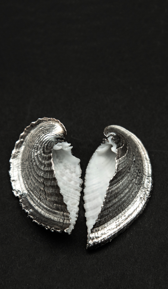 Silvered Heart Cockle