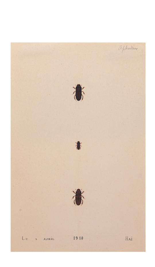 Brown Scarab Painted Beetles three, one above the other on cream antiqued paper background