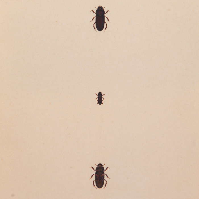 Brown Scarab Painted Beetles three, one above the other on cream antiqued paper background