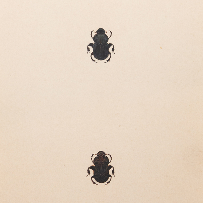 Two Black Painted Beetles one above the other on cream antiqued paper.