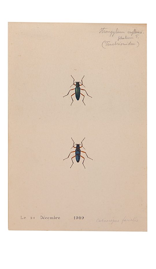 Two Painted Beetles With black and green long bodies and red long legs