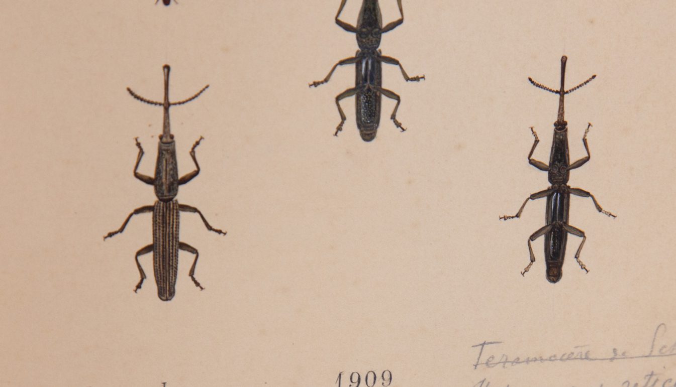 Ten Small Painted African Weevil Bugs. Two groupings of five, one above the other. On creamy, antiqued paper.