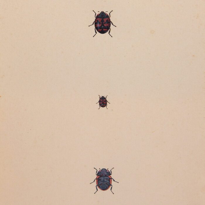 Three Ladybird beetles in a vertical line with black and red on cream antiqued paper