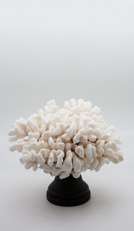 mounted-cauliflower-coral