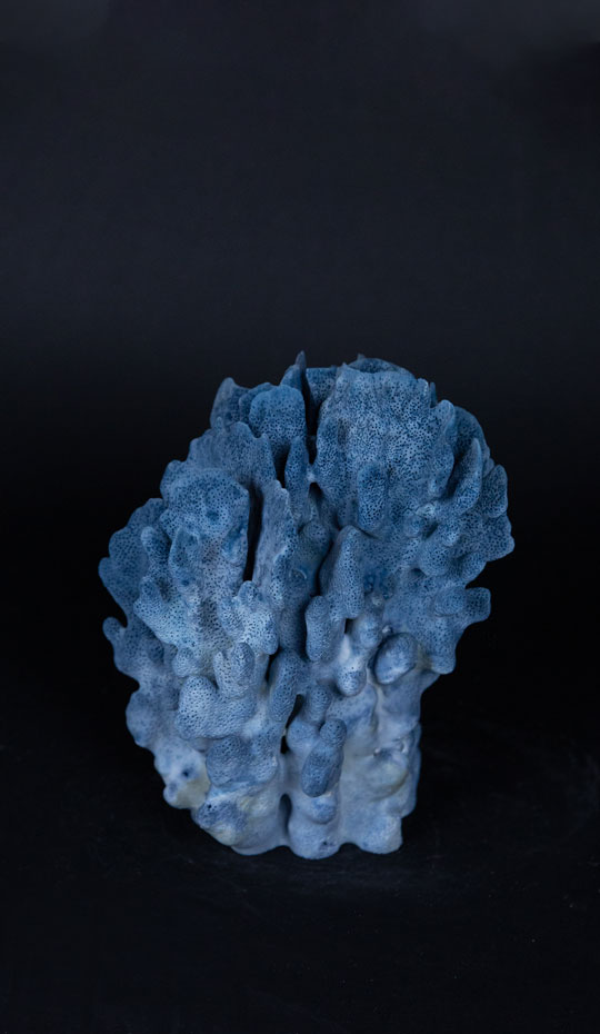 small-blue-coral