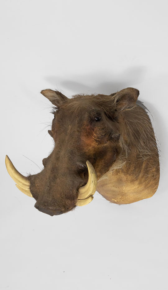 warthog-taxidermy-mount