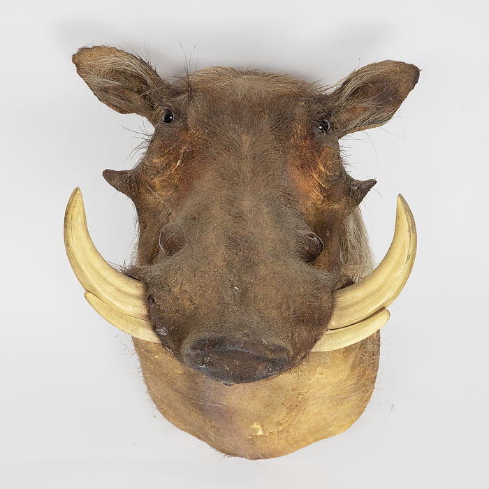 warthog-taxidermy-mount