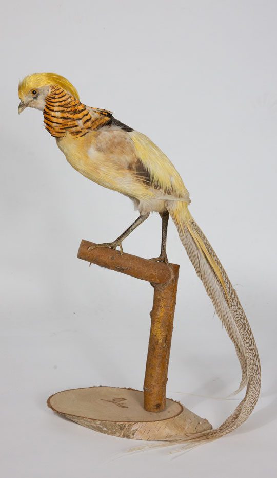 yellow-bird-taxidermied
