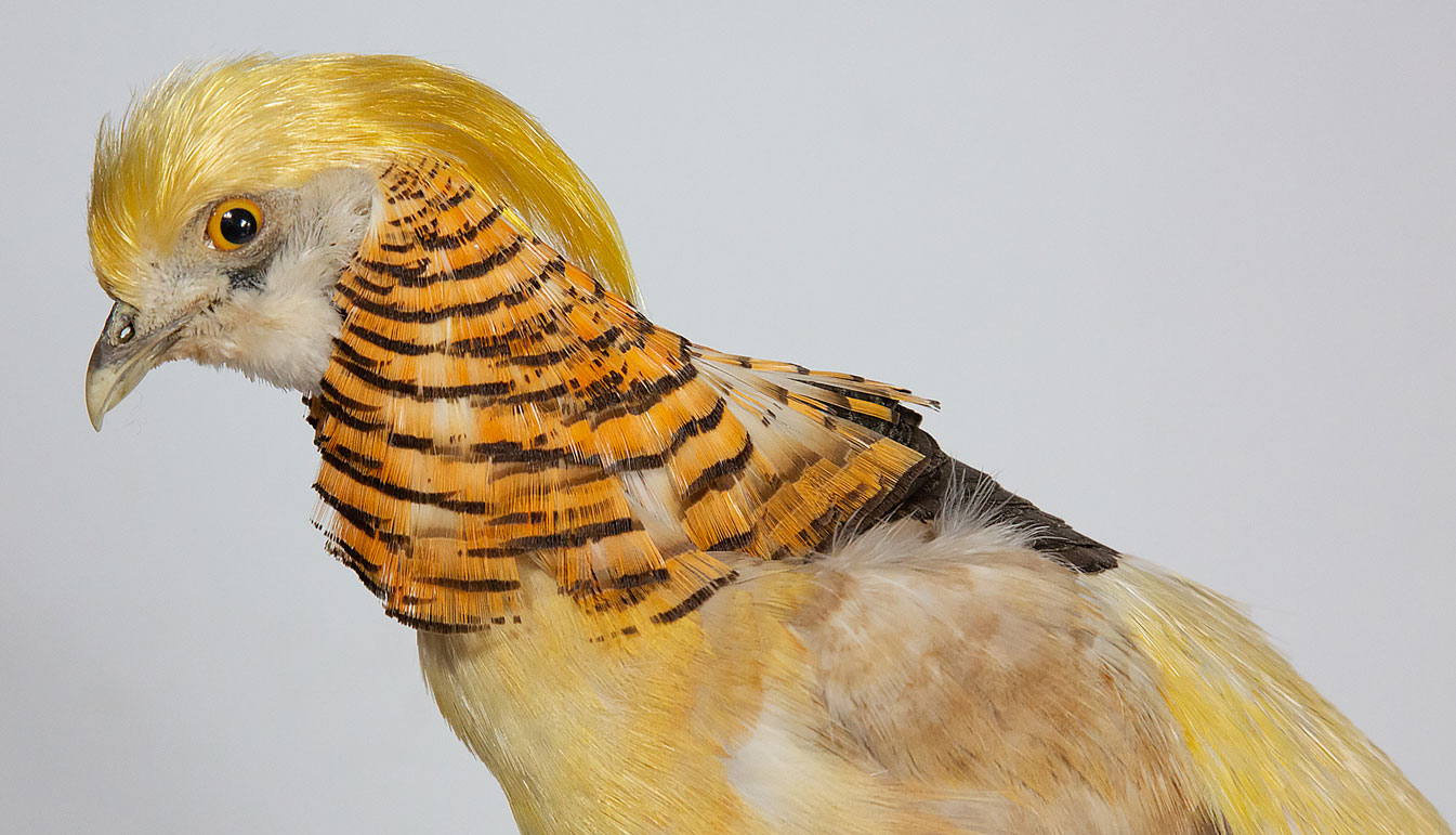 yellow-bird-taxidermy-detail