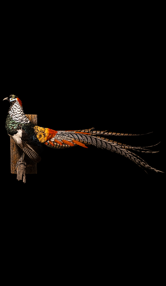 Lady Amherst Pheasant Wall Mounted Taxidermy