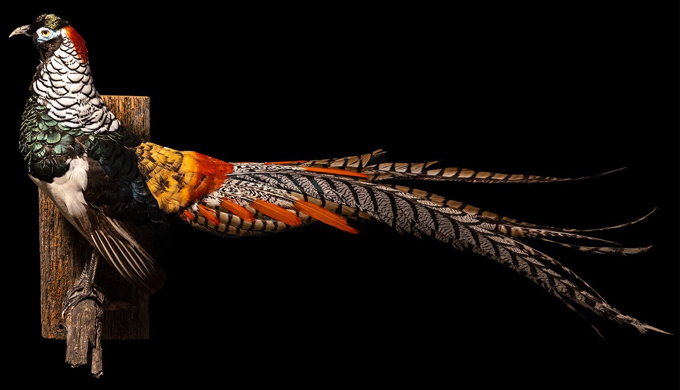 Lady Amherst Pheasant