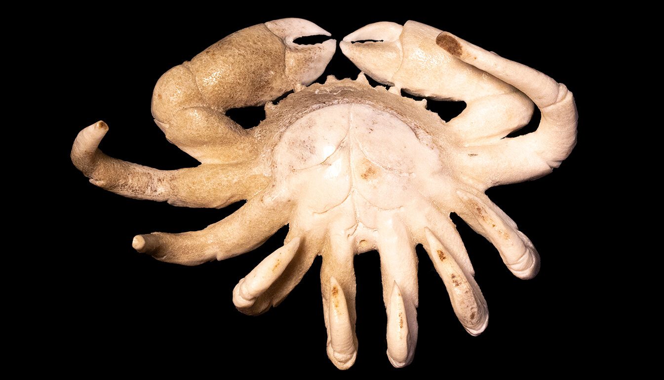 Moose antler carving of crab