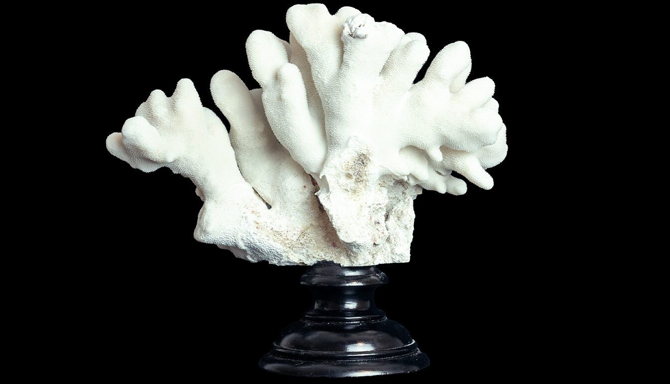 Elkhorn Coral mounted on black stand