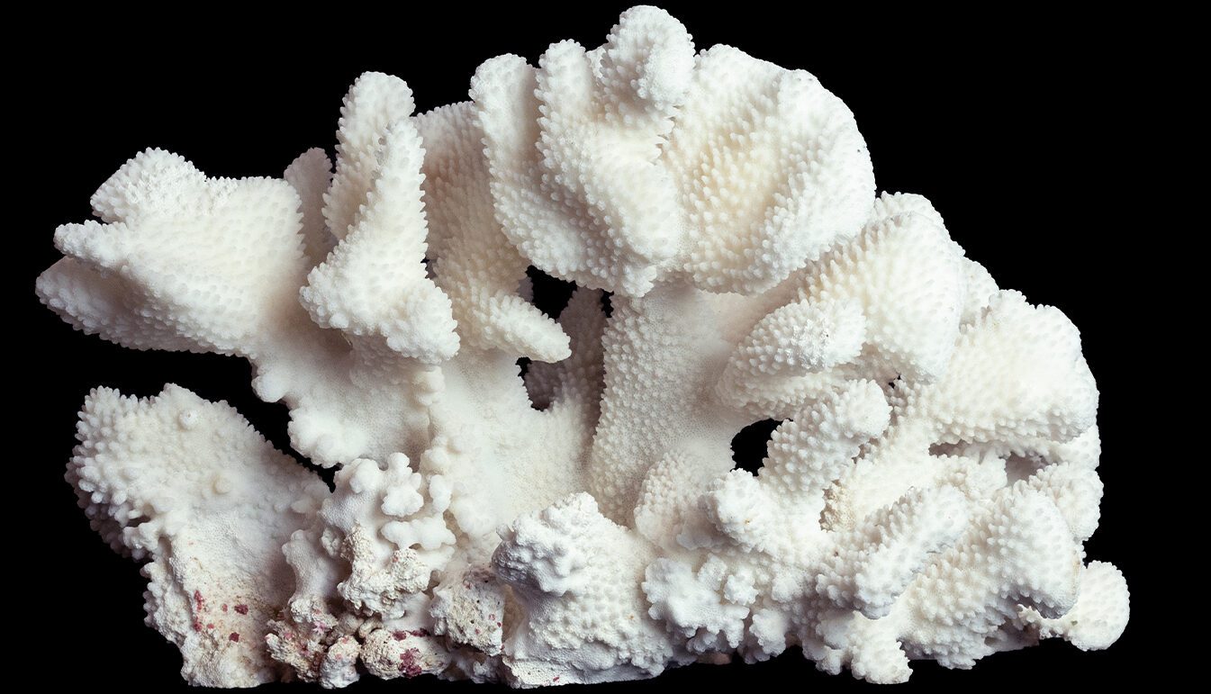 Large Cauliflower Coral