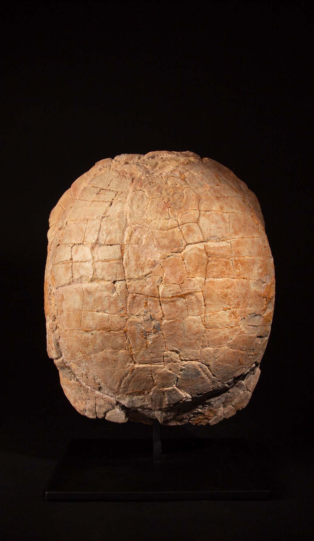 Oligocene Period Turtle Fossil