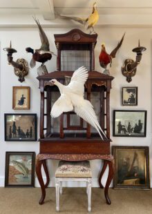 Interior of shop showing bird cage with mounted taxidermy animals