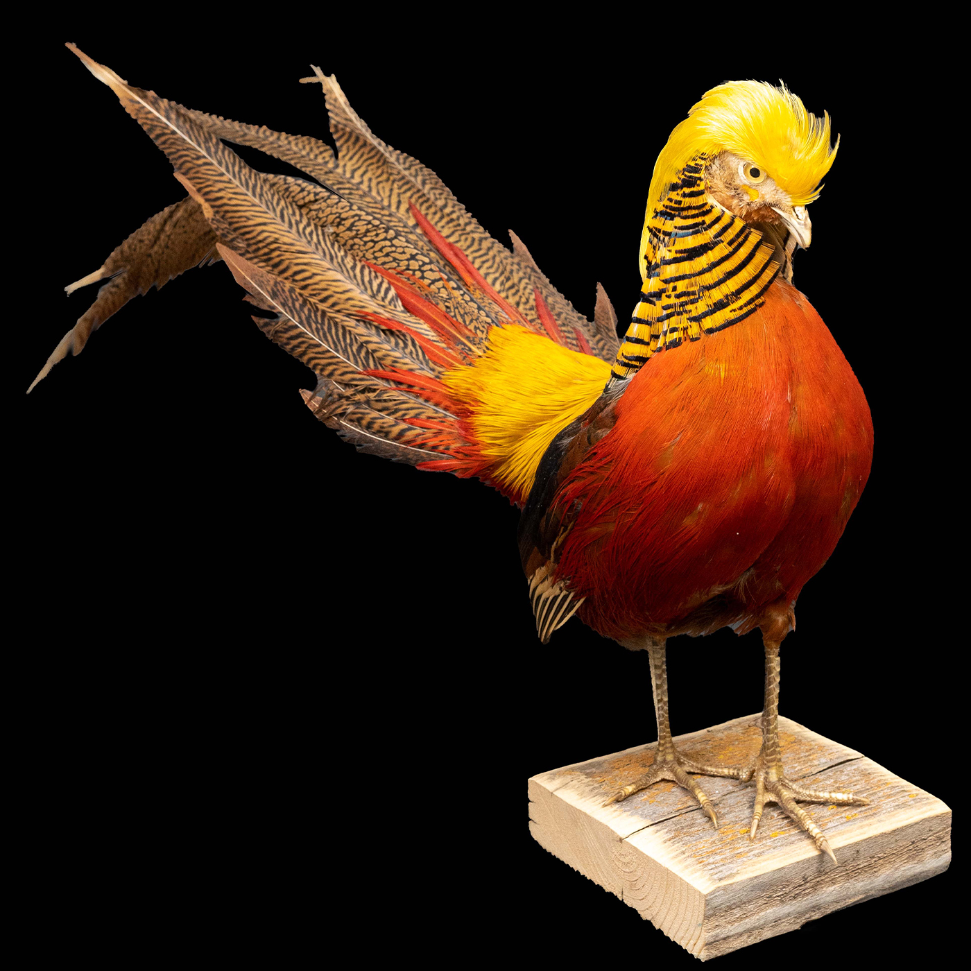 Red Golden Pheasant Taxidermy Decoy Carving Reference Photo Cd 