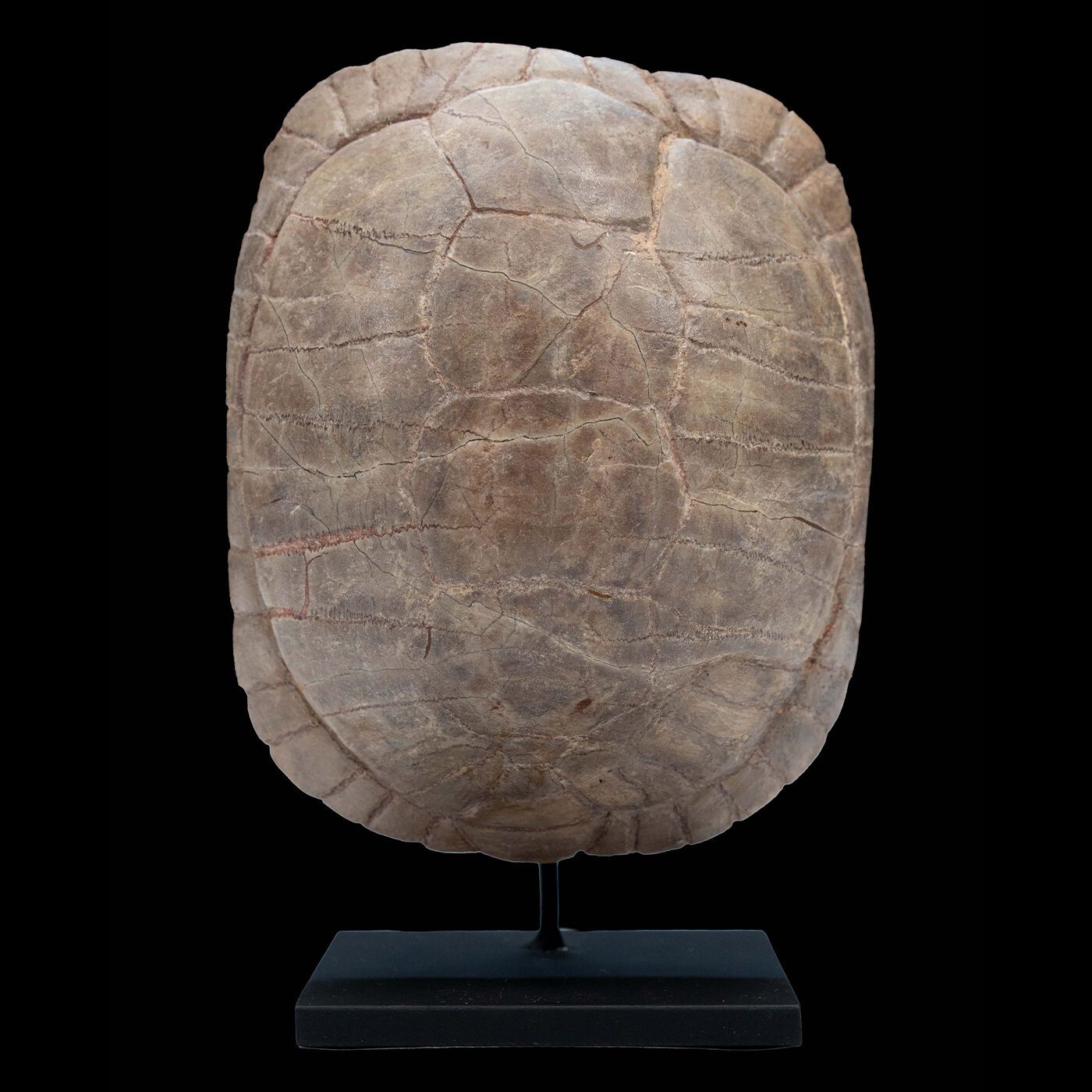 Small Sized Mounted Turtle Fossil South Dakota Oligocene Period