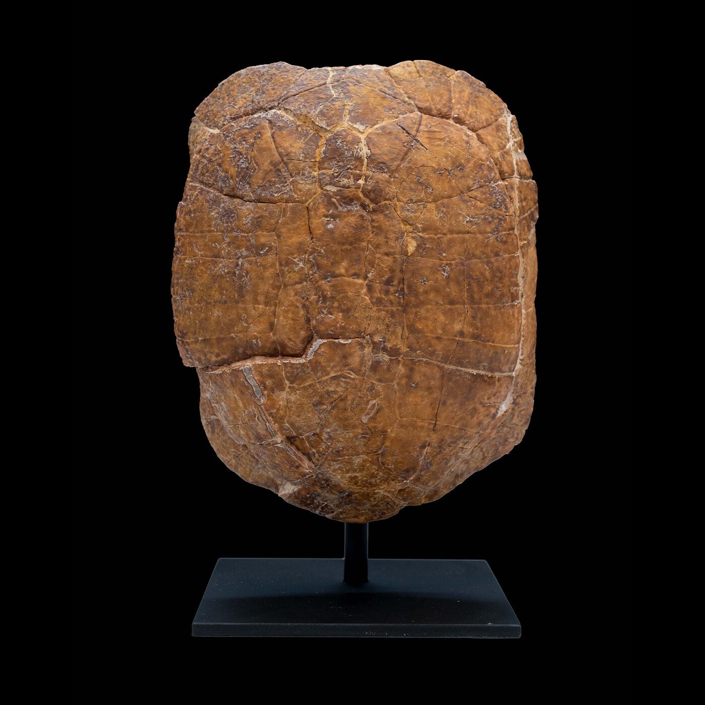Large Sized Mounted Turtle Fossil South Dakota Oligocene Period