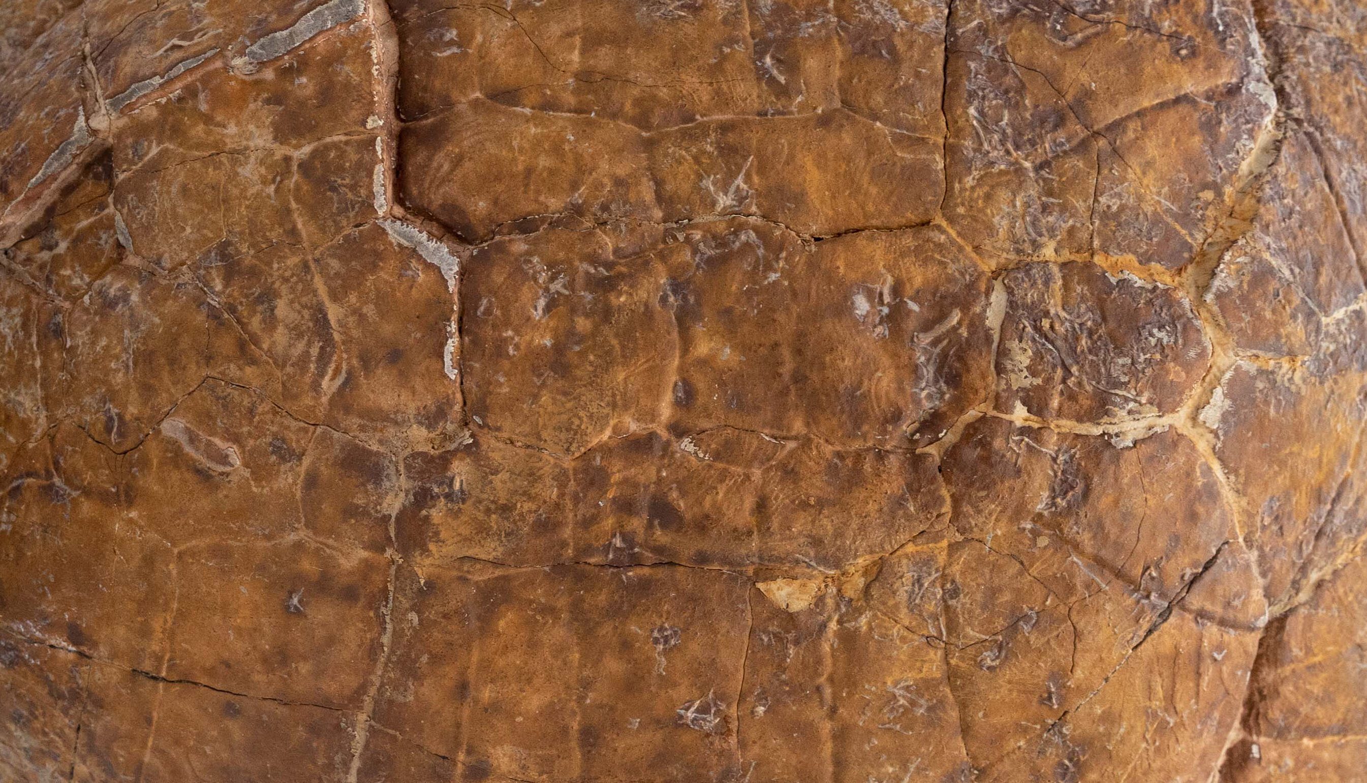 Large Sized Mounted Turtle Fossil South Dakota Oligocene Period