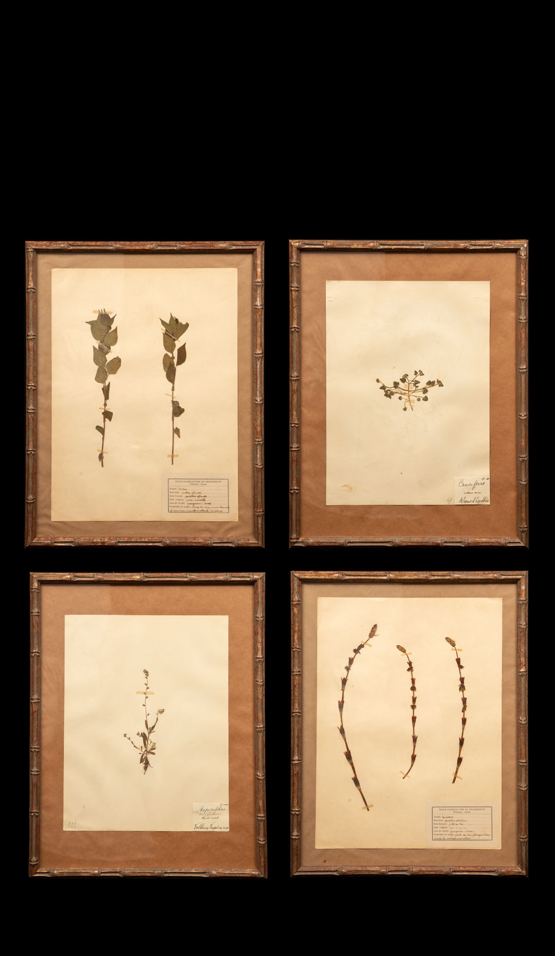 Gilt Framed Herbier Botanical Specimens from the 19th Century