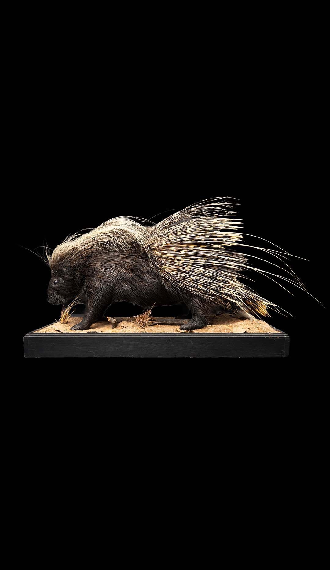African Porcupine Taxidermy on Naturalistic Base