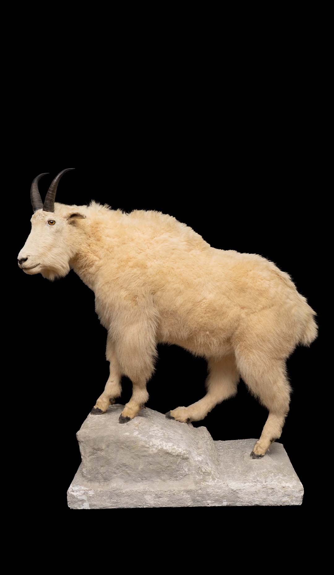 Naturalistic Mounted Mountain Goat