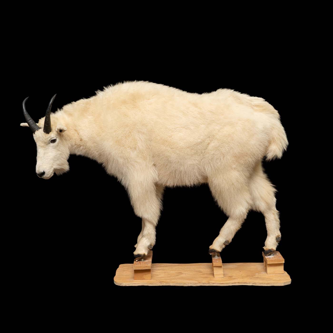 Premier Quality Full Sized Mountain Goat