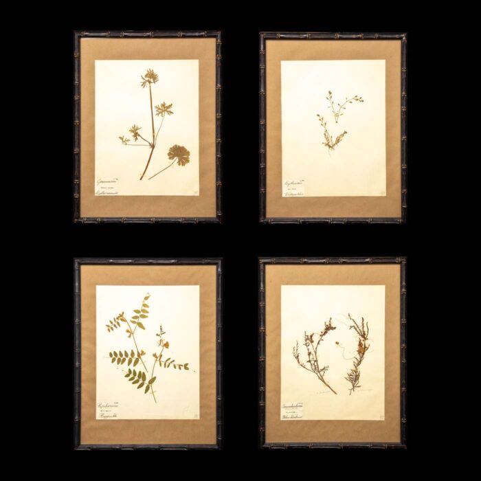 Ebonized Framed Herbier Botanical Specimens from the 19th Century